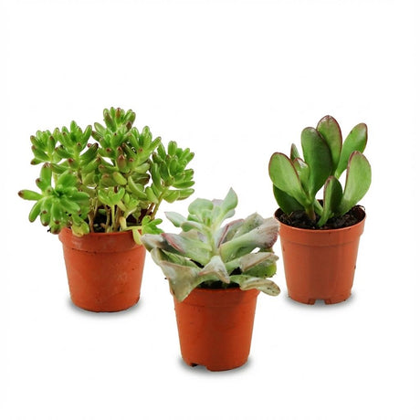 Mix succulentes x3