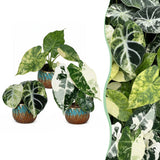 Baby Alocasia Tricolour Variegata avec cache-pots cuivre - lot de 3 mini plantes