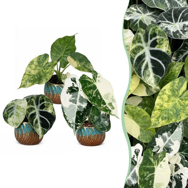 Baby Alocasia Tricolour Variegata avec cache-pots cuivre - lot de 3 mini plantes