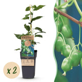 Kiwaï Issai autofertile - Actinidia arguta - 2 plants - H 50 cm, pot Ø15 cm