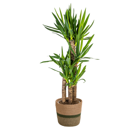 Yucca Elephantipes avec cache-pot
