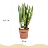 Sansevieria Laurentii – Langue de belle-mère | 1 plante, Pot 21 cm
