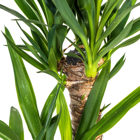 Yucca Elephantipes