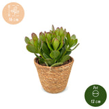 Arbre de jade avec paniers - Crassula ovata - lot de 6