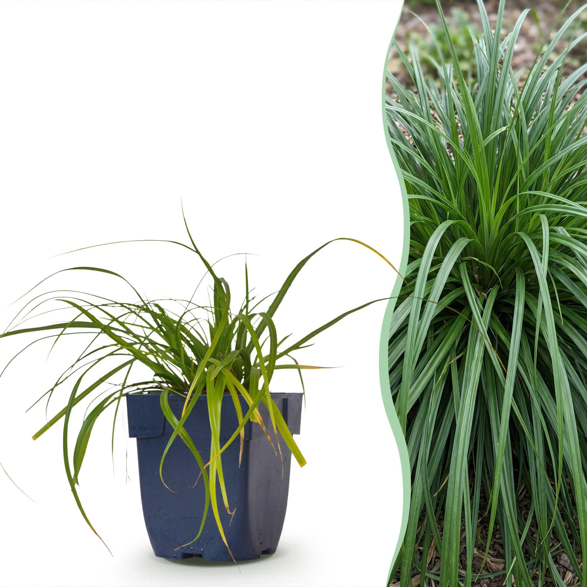 Laîche du Japon Evergreen - Carex oshimensis - H 15-25 cm, pot Ø11 cm - photo 12