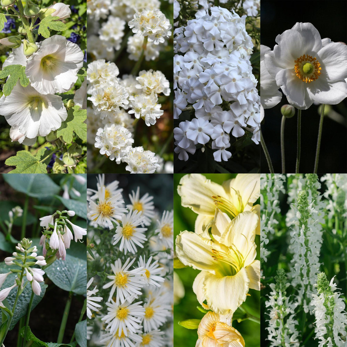 Kit de vivaces à fleurs blanches - 24 plants pour 3 m² - H 25 cm, pot Ø11 cm