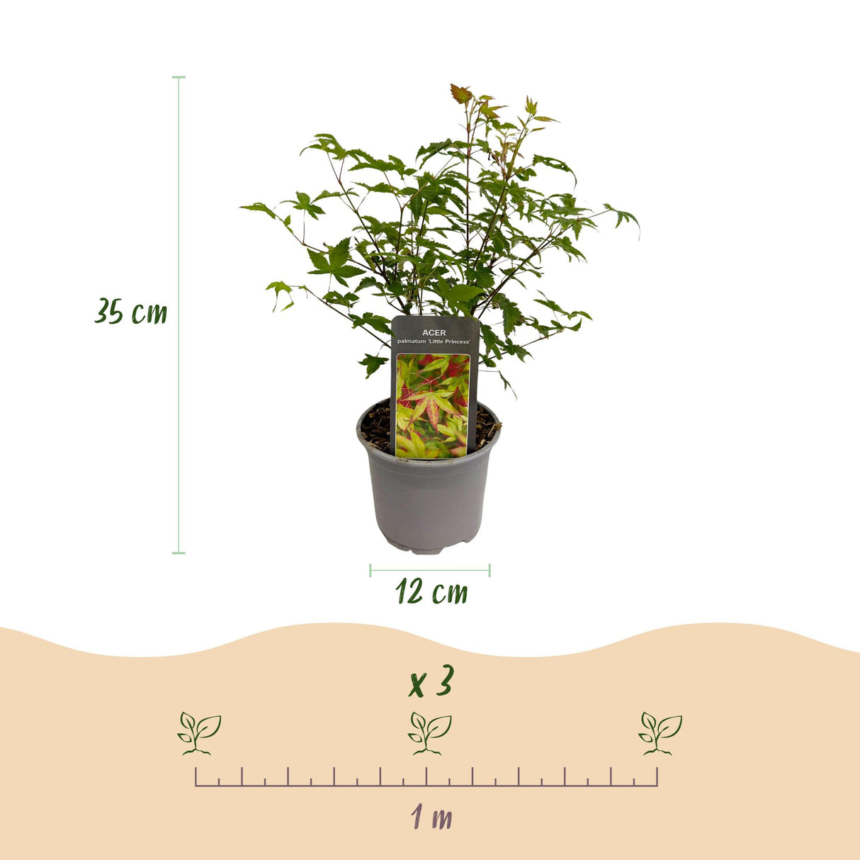 Acer palmatum Little Princess – Pot 12 cm – Hauteur 35 cm