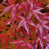 Érables du Japon Pink Dwarf - 2 plants - H 70 cm, pot Ø19 cm