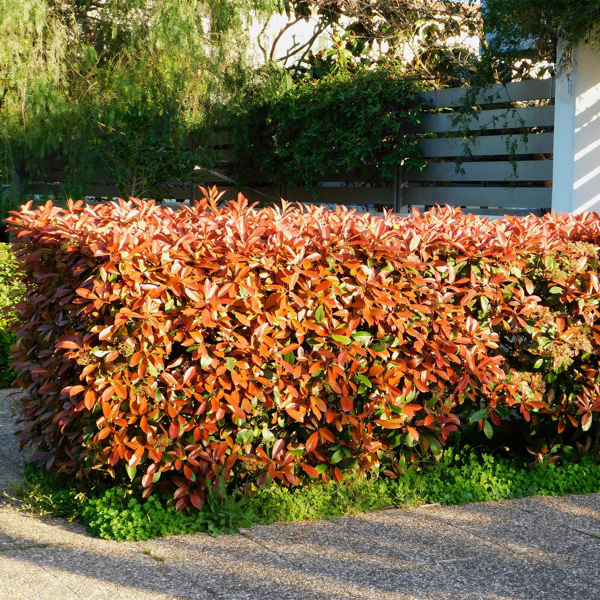 Photinia Little Red Robin – Lot de 8 – Hauteur 30 cm