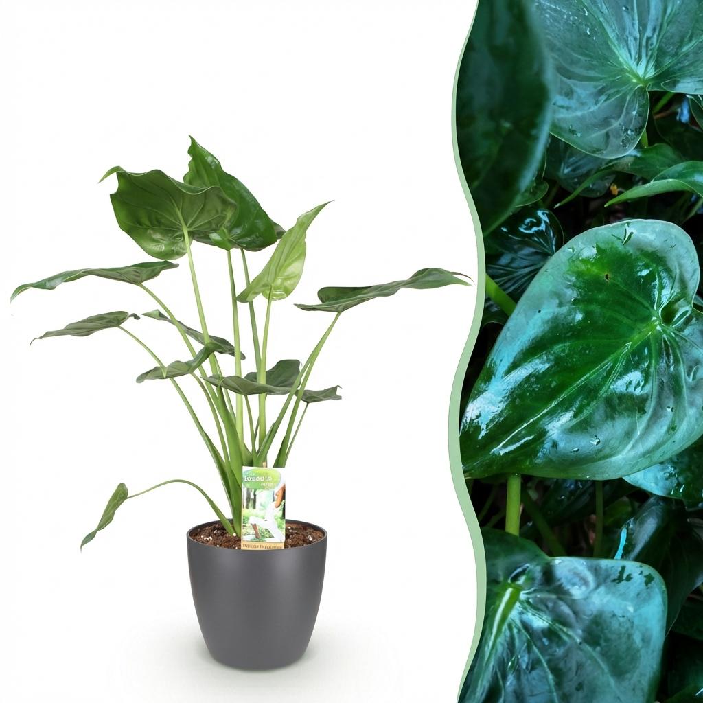 Alocasia Cucullata – Main de Bouddha | Pot 17 cm