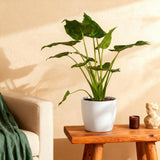 Alocasia Cucullata – Main de Bouddha | Pot 17 cm