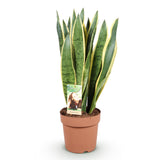 Sansevieria Laurentii – Langue de belle-mère | 1 plante, Pot 21 cm