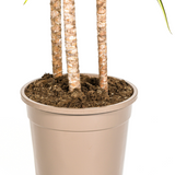 Dracaena Marginata Sunray