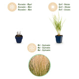 Calamagrostis Karl Foerster - Calamagrostis × acutiflora - H 15-25 cm, pot Ø11 cm - photo 4