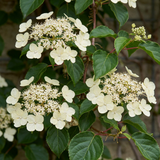 Hortensia grimpant - Hydrangea anomala subsp. petiolaris - lot de 4 plants - pot Ø9 cm