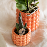 Set orchidée Jamaica orange et Stapelia - cache-pots Poppy orange - H 35 cm