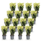 Kit haie Fusain du Japon Paloma Blanca - H 20-30 cm, pot Ø9 cm