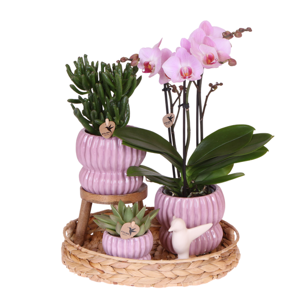Orchidée Phalaenopsis rose Mineral Antwerpen et 2 succulentes - coffret Horizon rose