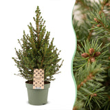 Épicéa nain de l'Alberta Conica - Sapin de Noël vivant - photo 4