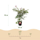 Érable du Japon Beni Maiko - H 90 cm, pot Ø26 cm