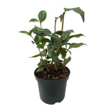 Camélia du Japon Tricolor - Camellia japonica - 3 plants - H 30 cm, pot Ø15 cm