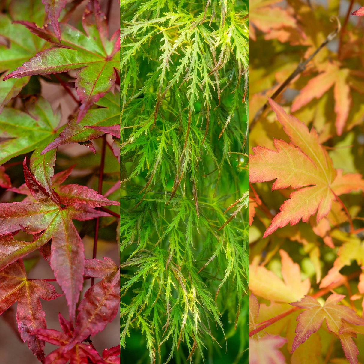 Acer palmatum Tricolour – Lot de 3 – Pot 12 cm