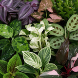 Baby plantes surprise avec cache-pots Linnea bleu brume - lot de 3, 6 ou 9 mini plantes tropicales - pot Ø6 cm - photo 5