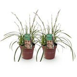 Carex Ice Dance - 2 plants - H 50 cm, pot Ø17 cm