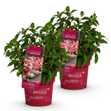 Hortensia paniculé Groundbreaker Ruby - H 20-25 cm, pot Ø14 cm - photo 2