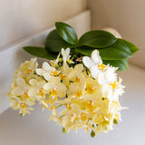 Orchidée Phalaenopsis jaune Botanic Yellow - H 20 cm, pot Ø9 cm