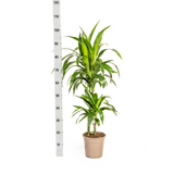 Dracaena Lisa