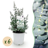 Eucalyptus gunnii - 6 plants - H 40 cm, pot Ø17 cm