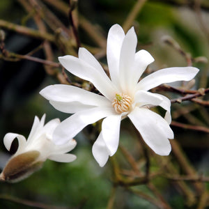 Magnolia stellata – Lot de 3 – Pot 12 cm – Hauteur 30 cm