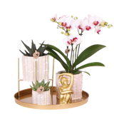 Orchidée Phalaenopsis blanche Mineral Gibraltar et 2 succulentes - coffret Oyster - pot Ø9 cm