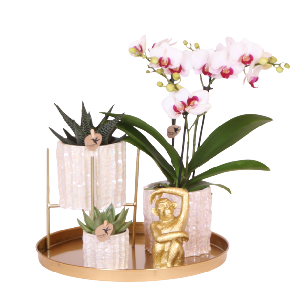 Orchidée Phalaenopsis blanche Mineral Gibraltar et 2 succulentes - coffret Oyster
