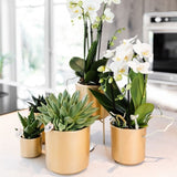 Orchidée Phalaenopsis blanche Niagara Fall White - H 32 cm, pot Ø9 cm