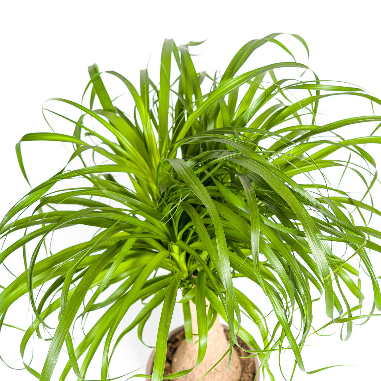 Beaucarnea Recurvata - Tronc avec cache-pot