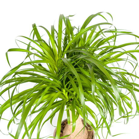 Beaucarnea Recurvata - Tronc avec cache-pot