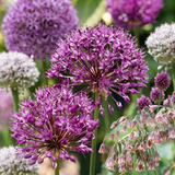Ail d'ornement en mélange, grande quantité - 320 bulbes