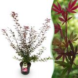 Érable du Japon Shaina - H 90 cm, pot Ø26 cm