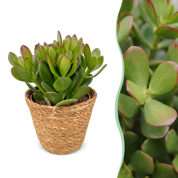 Arbre de jade avec paniers - Crassula ovata - H 16 cm, pot Ø12 cm