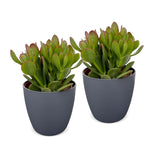 Crassula ovata avec cache-pots gris - Arbre de jade - lot de 2
