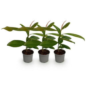 Magnolia grandiflora – Lot de 3 – Hauteur 30 cm