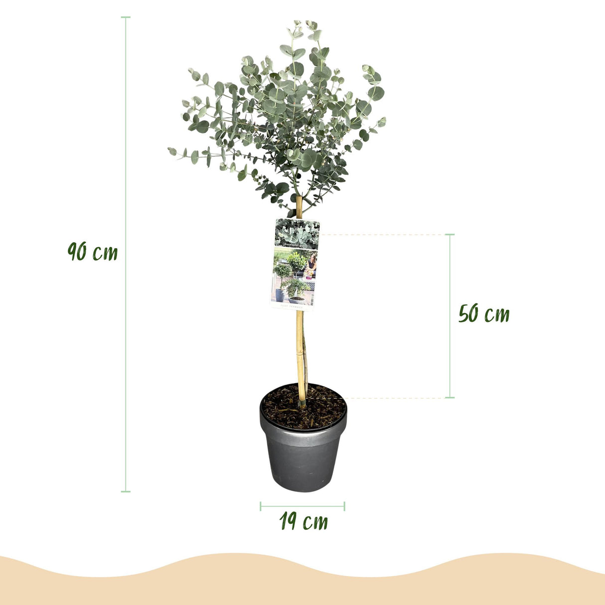 Eucalyptus gunnii Azura – Pot 19 cm – Hauteur 90 cm