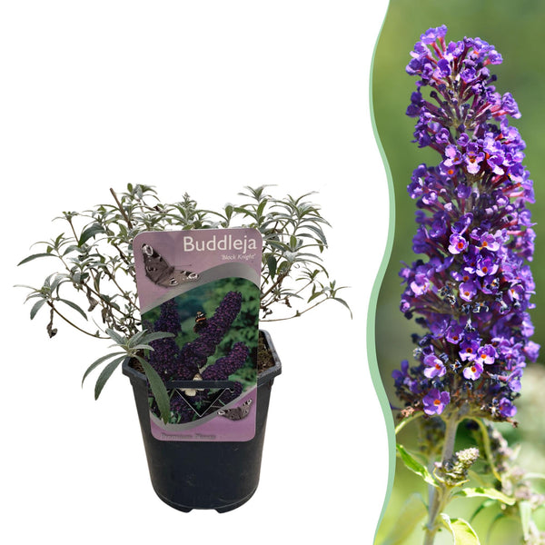 Arbre aux papillons Black Night - Buddleja davidii
