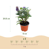 Buddleia nain Butterfly Candy en mélange - H 20-25 cm, pot Ø12 cm