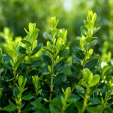 Buis BetterBuxus Babylon Beauty pour haie - 6 plants pour 1 m - H 30-35 cm, pot Ø13 cm