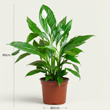 Spathiphyllum – Plante paix | Pot 19 cm, Hauteur 70-80 cm