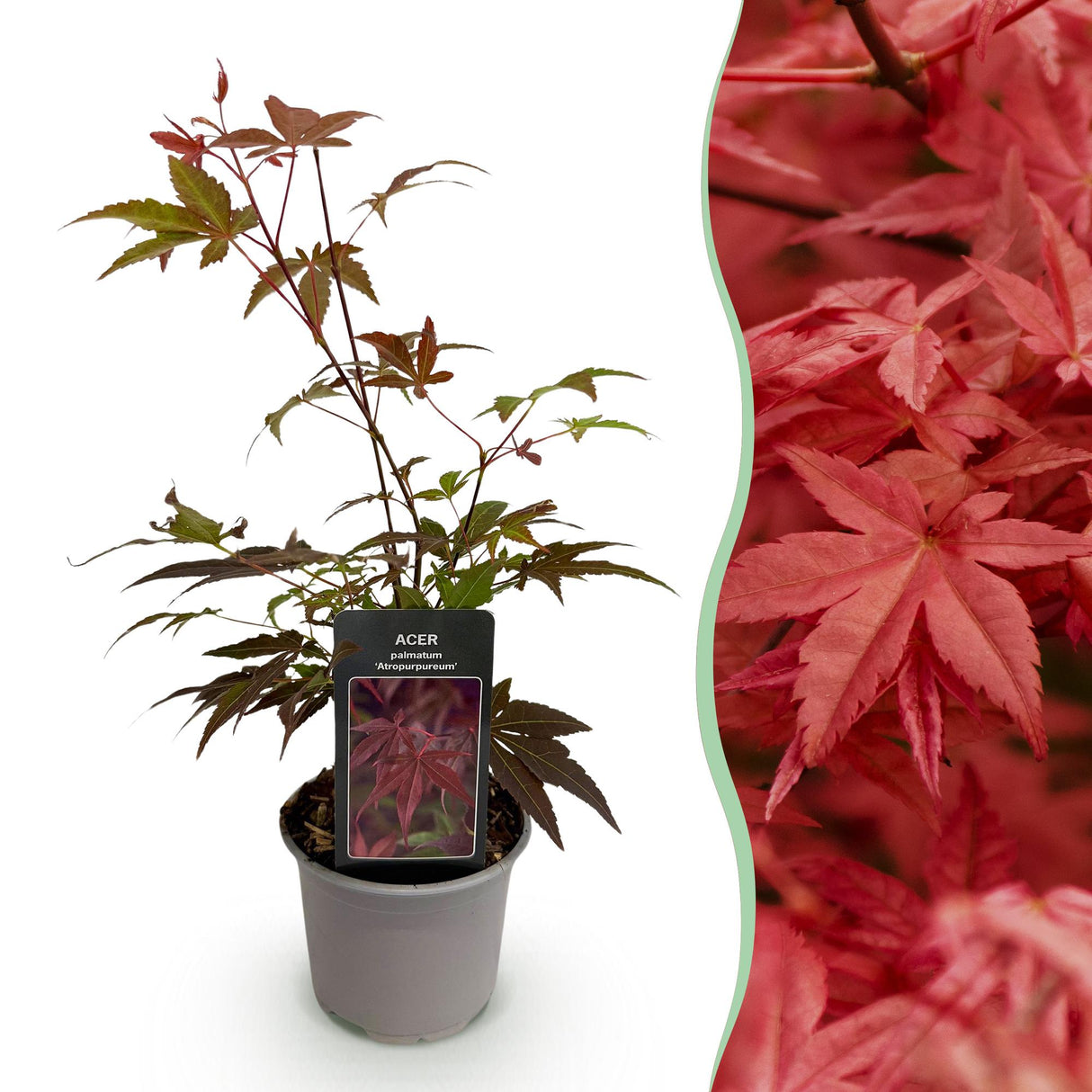 Acer palmatum Atropurpureum – Pot 12 cm – Hauteur 35 cm