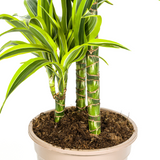Dracaena Lemon Lime avec cache-pot